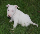 interiores de formación camada bull terrier el cachorro mejor mascota que puedes tener. - mejor precio | unprecio.es