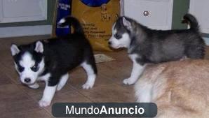 SE VENDE CACHORRITOS DE HUSKY SIBERIANO PRECIOSOS