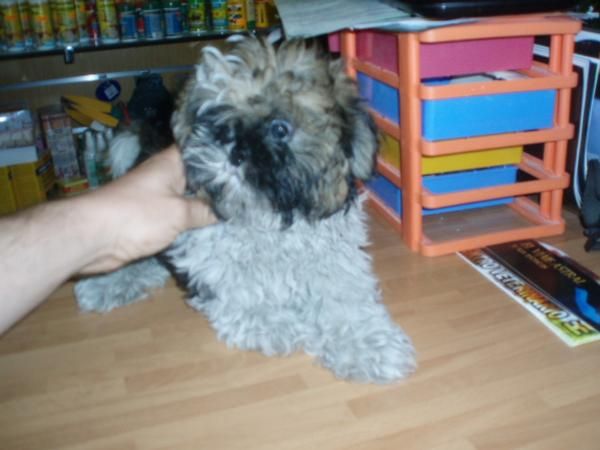 Shih tzu 295 euros