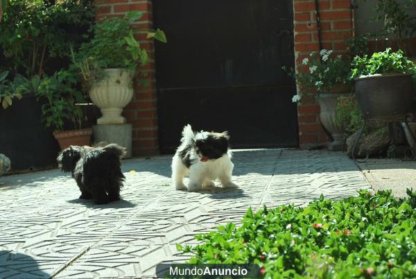 Shih Tzu alegres jugetones y de gran calidad