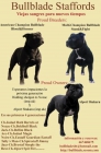 Staffordshire Bull Terrier - mejor precio | unprecio.es