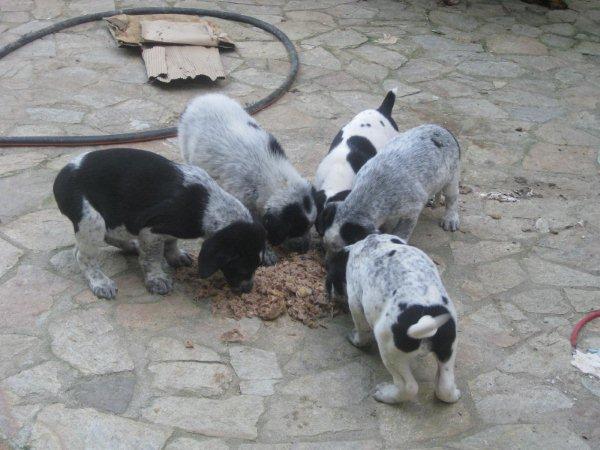 VENDO CAMADA DE PERROS DE CAZA