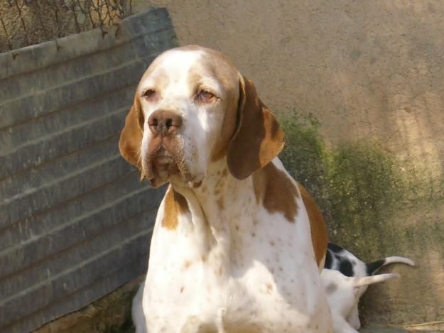 vendo dos cachorros pointer macho y hembra