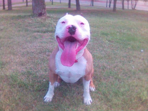 Venta cachorros pitbull americano