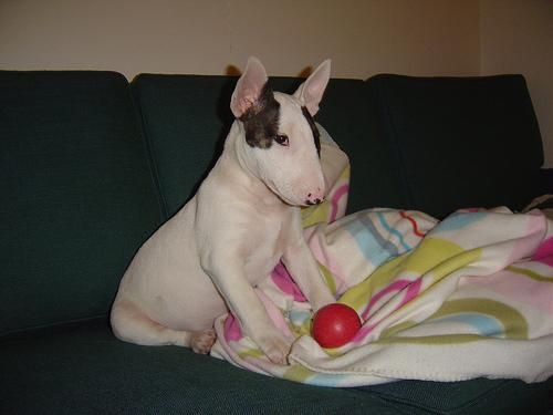 Bull-terrier miniatura para montas y cachorros    100