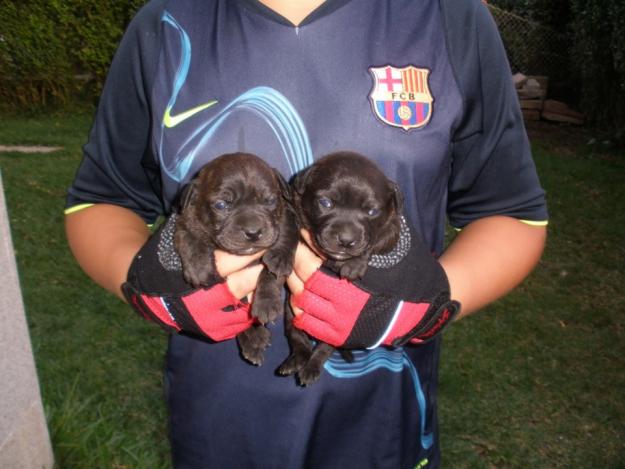 cachorras staffordshire bull terrier tatuadas