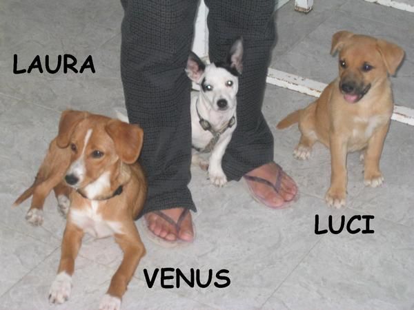 Cachorritas de 3 meses