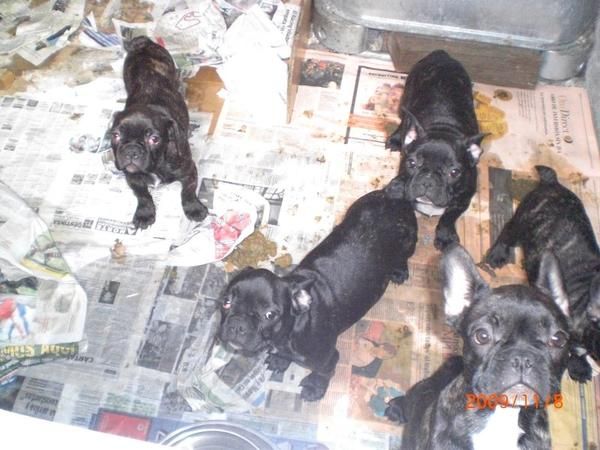 cachorros con tres meses de edad