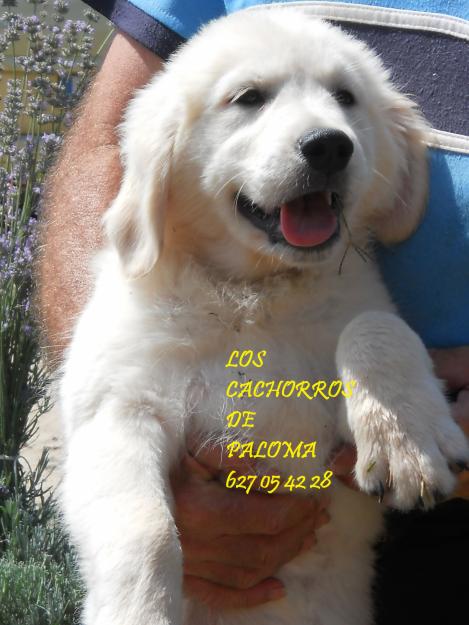 Cachorros de golden retriever con pedigree loe