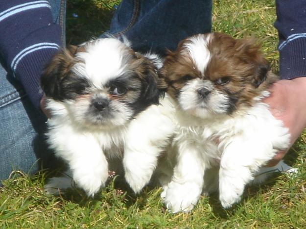 Cachorros de Shih tzu