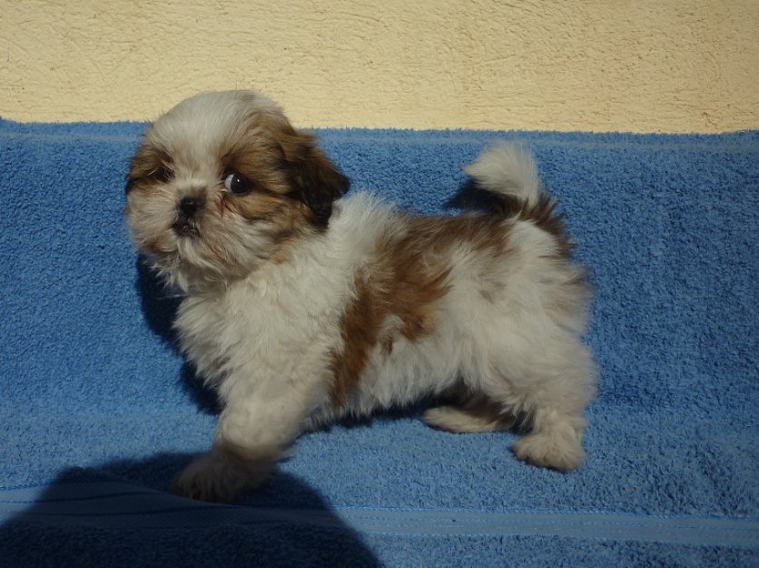 Excelente cachorrita de Shih Tzu