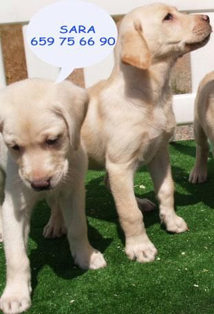 Labrador, cachorros extraordinarios