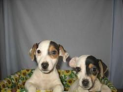 LINDOS JACK RUSSELL  290 EUROS ;P