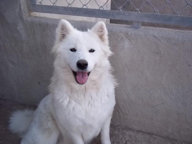 Preciosa perra de samoyedo.