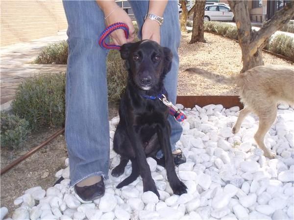 REGALO CACHORRITO 8 MESES TAMAÑO PEQUEÑO