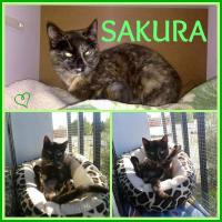 Sakura. gatita carey que necesita uan oportunidad.