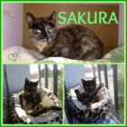 Sakura. gatita carey que necesita uan oportunidad. - mejor precio | unprecio.es