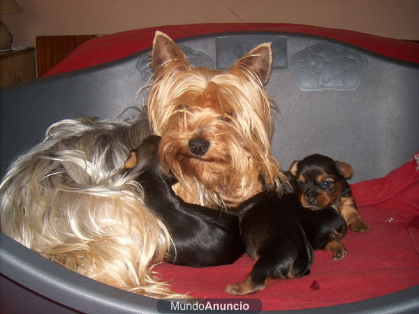 yorkshire terrier camada