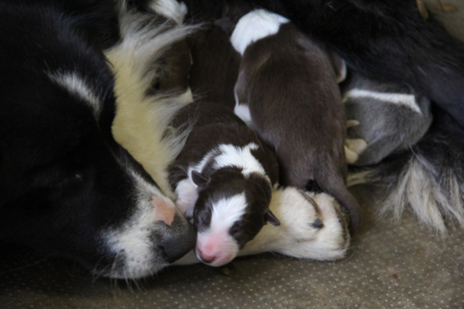 Border collies de pura raza