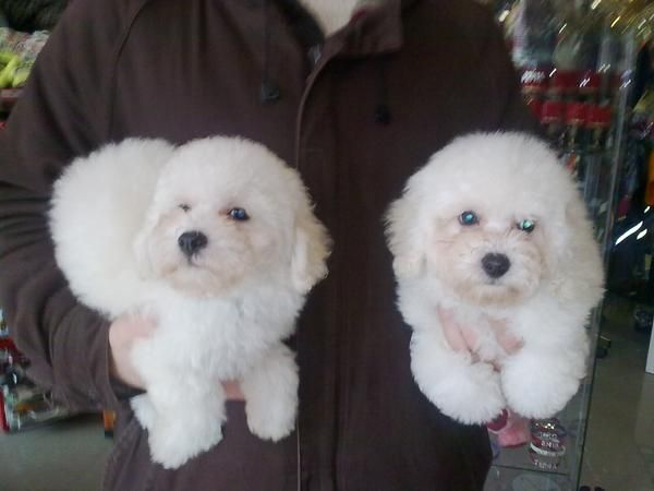 CACHORROS CANICHE ENANO