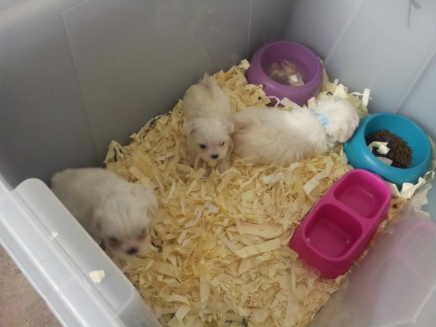 cachorros de bichon maltes