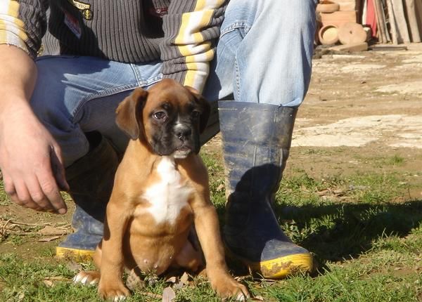 CACHORROS DE BOXER 480