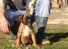 CACHORROS DE BOXER 480 - mejor precio | unprecio.es