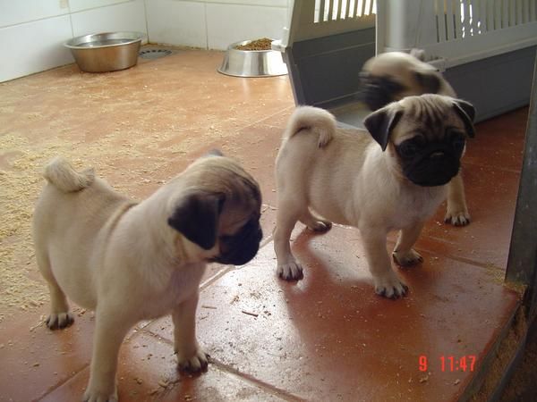 Cachorros de carlino de calidad