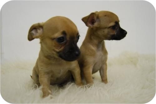 Camada de Chihuahua muy pequeñitos y con 2 meses de edad.