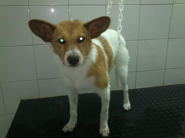 Siria cachorra para adoptar