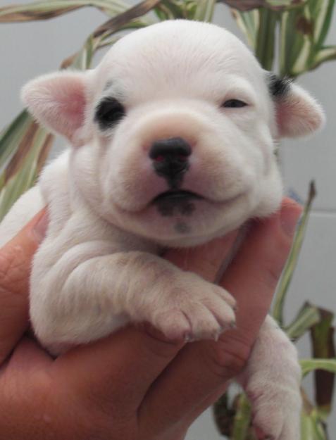 staffordshire bull terrier blanco