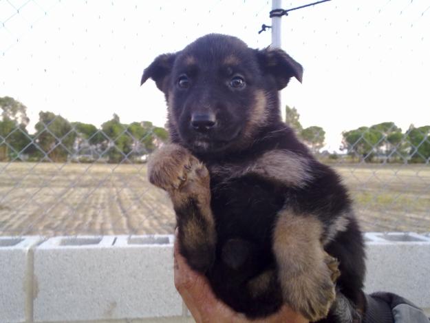 Ultima cachorita de pastor aleman legitimo