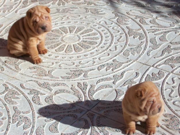 Venta de Shar Peis, mes y medio de edad