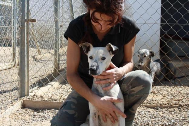 BUENAFUENTE, PERRO DE TAMAÑO PEQUEÑO EN ADOPCIÓN