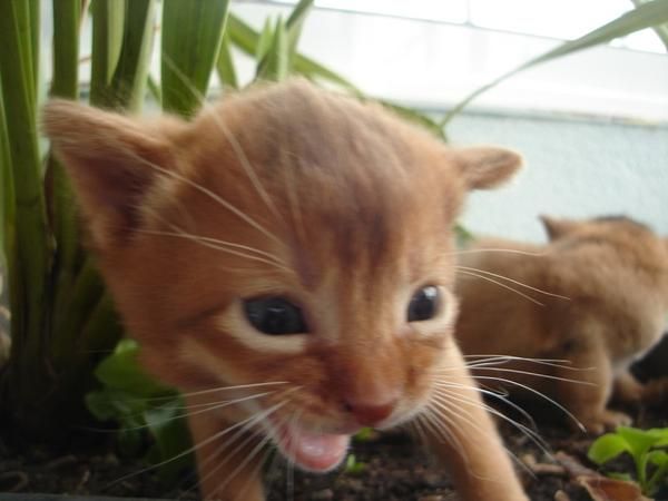 ABISINIO Gato muy activo, extrovertido, juguetón, muy curioso, pero bien equilibrado. Dotado de una fuerte personalidad,