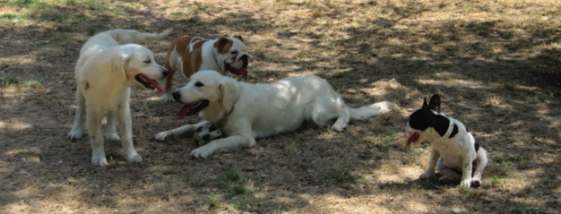 ADIESTRAMIENTO CANINO A DOMICILIO Y MODIFICACION DE CONDUCTAS INADECUADAS