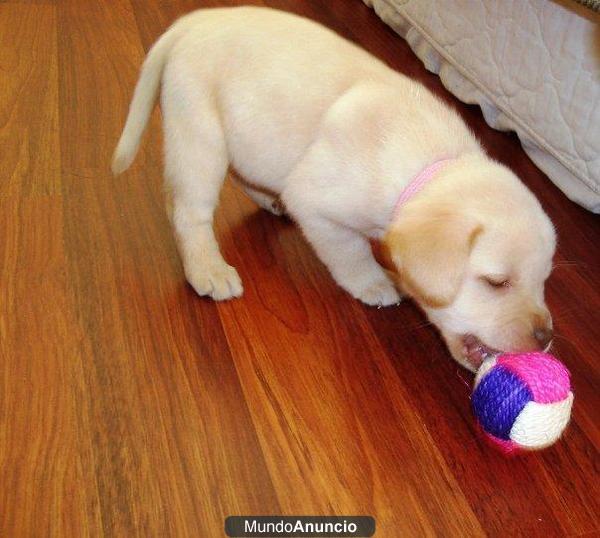 Cachoros labradores retrive con fina estructura!