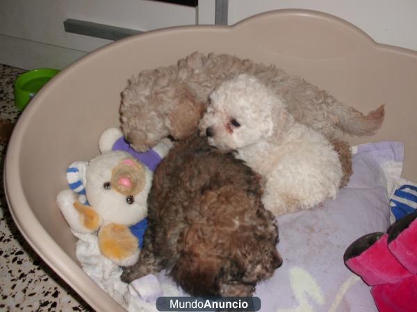 CACHORROS DE CANICHE A 150 EUROS