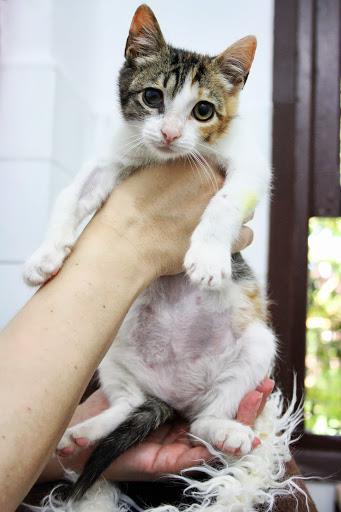 Flor, gatita tricolor de tres meses, una superviviente. Álava