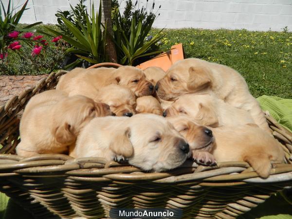 Preciosa camada labradores puros canela