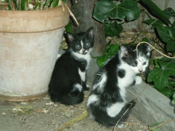 se reagalan gatitas de dos meses