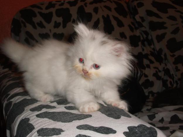 VENDO  PRECIOSO GATITO PERSA BLANCO/200€//617457527