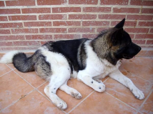 Akitas americanos