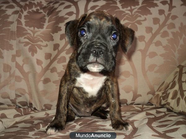 BOXER...preciosa hembra - cachorro - vendo