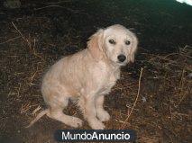 Cachorrito x de golden en un descampado solito