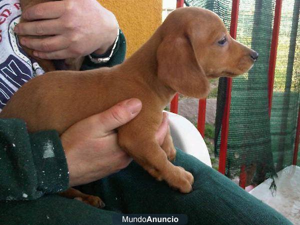 Cachorritos de teckel miniatura, color rojo disponible