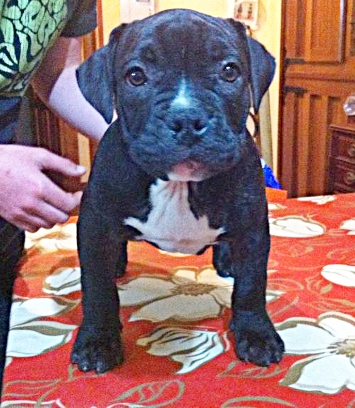 CACHORRO DE AMERICAN BULLY , MACHO