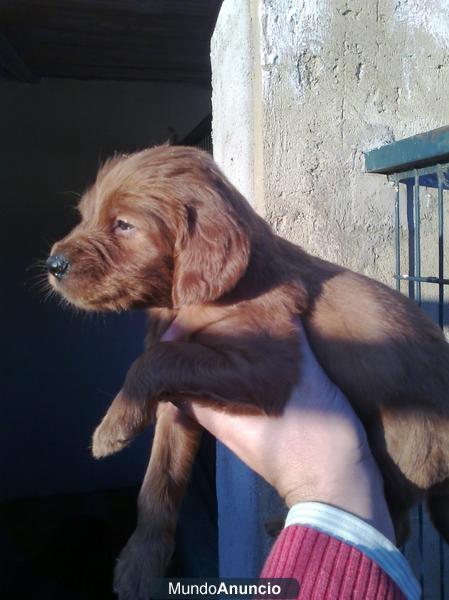 CACHORROS/AS SETTER IRLANDES