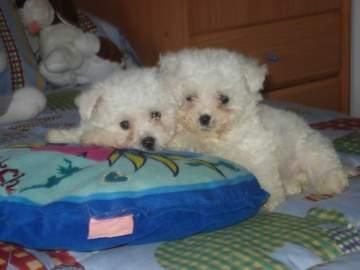 cachorros de bichon frise