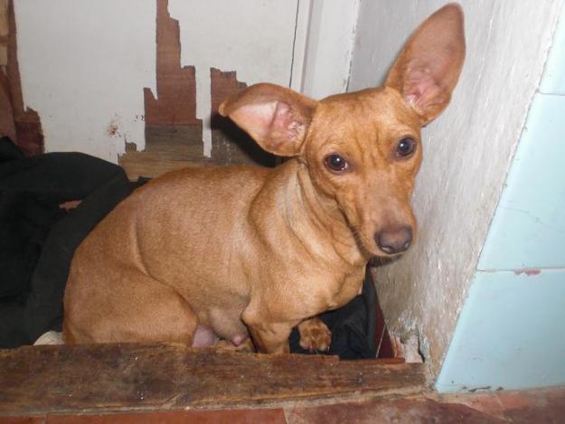 Cachorros tamaño pequeño en adopcion